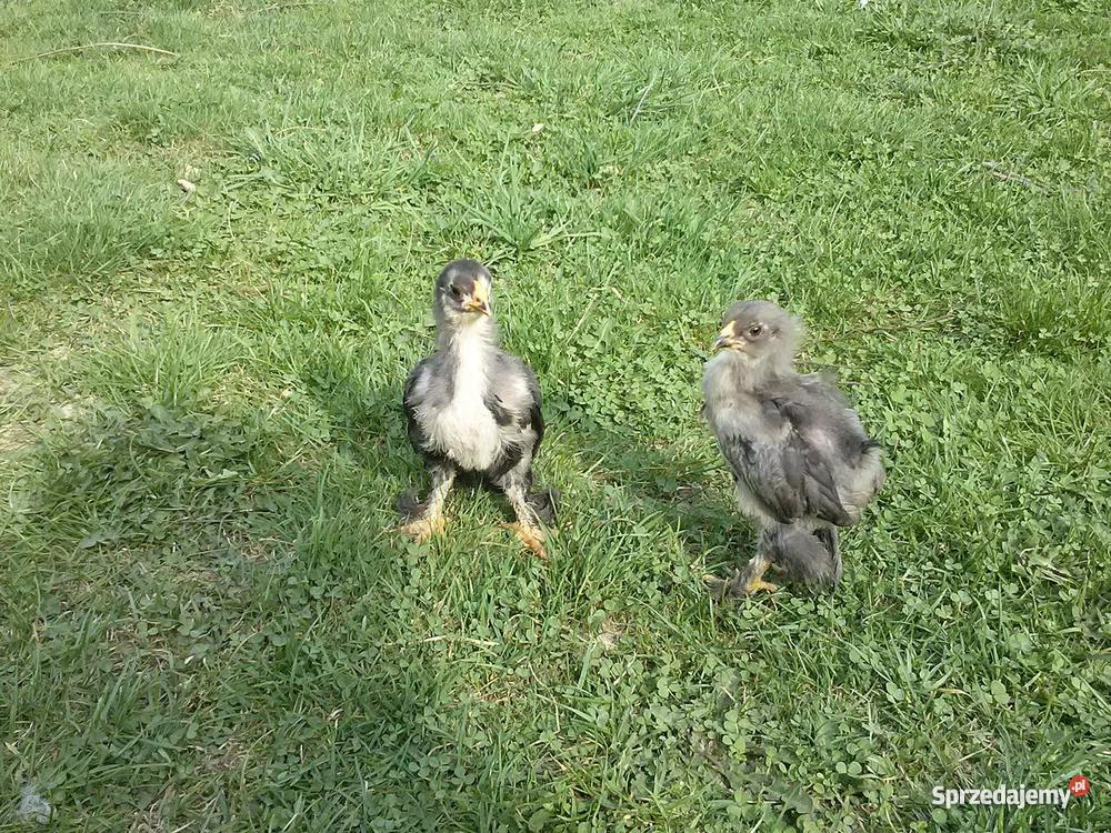 Białoczub holenderski mini kochin olbrzym Starachowice