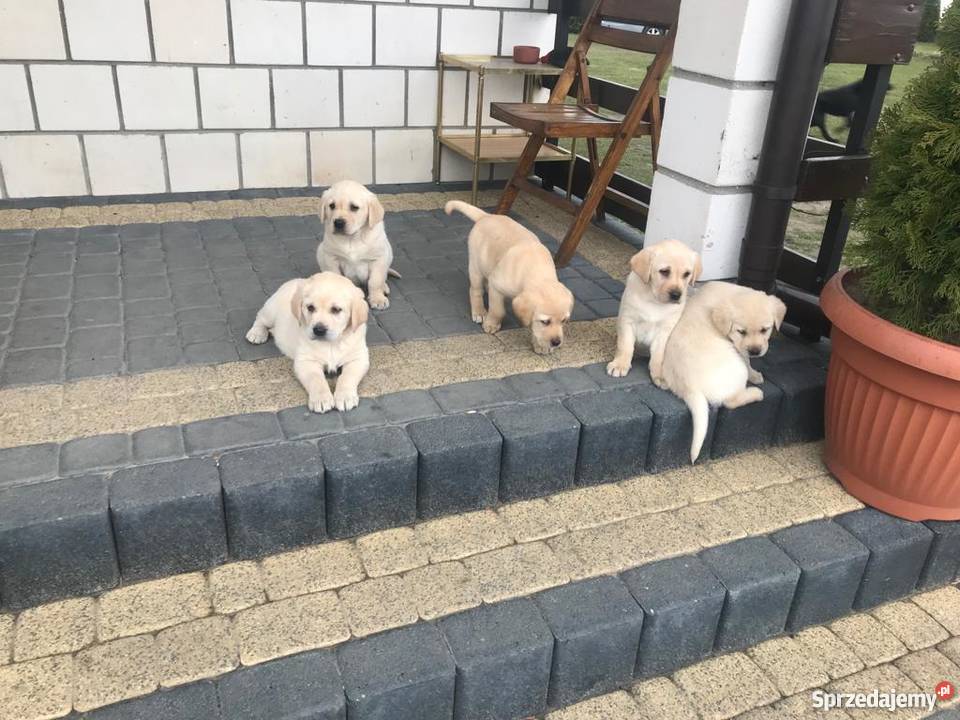 Labradory biszkoptowe szczeniaki mazowieckie Radom sprzedam