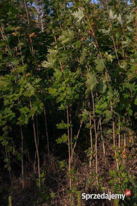 Dąb czerwony Quercus rubra wys 5070 donica 1 l
