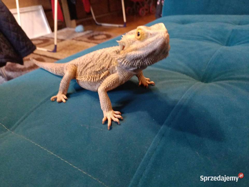 Agama brodata samiec 2 letni mazowieckie Warszawa sprzedam