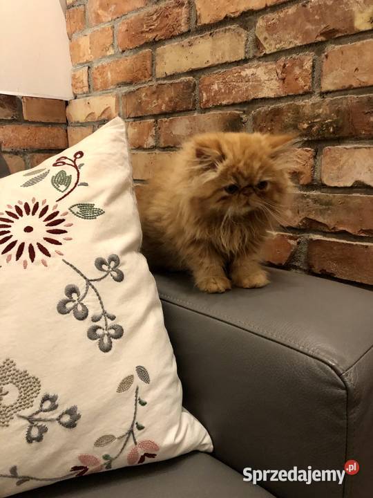Koty perskie persy Pers Kędzierzyn-Koźle sprzedam