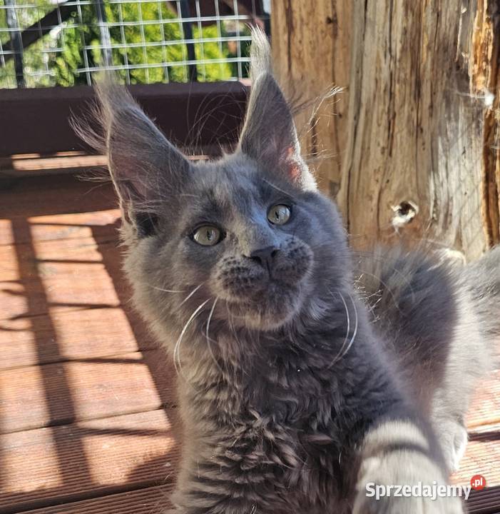 Niebieski Maine Coon FPL Gdańsk sprzedam