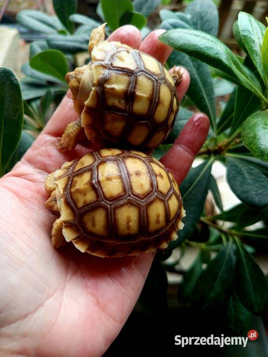 Młode Żółwie pustynne Centrochelys sulcata