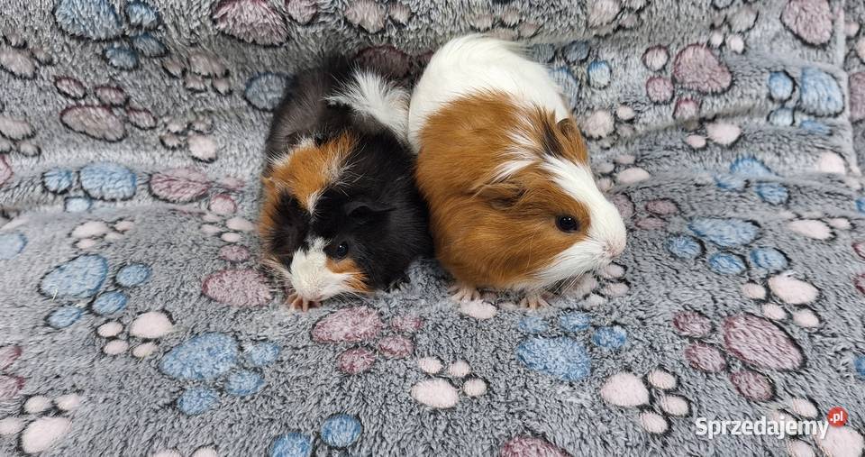 Świnki morskie samiczki cavia domowa Wołomin
