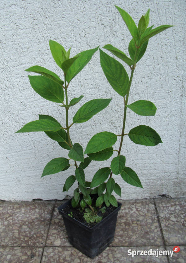 HORTENSJA MAGICAL CANDLE sadzonki w doniczkach kujawsko-pomorskie Ustronie