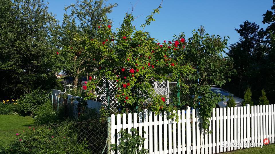 Działka ROD Łączka Ząbki sprzedam