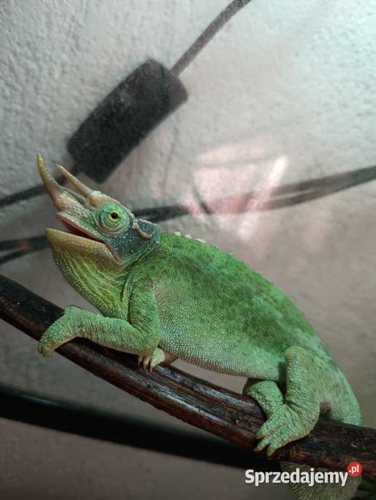 Kameleon Jacsoni samiec Jawor