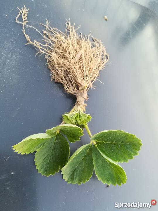 sadzonki truskawek Wrocław