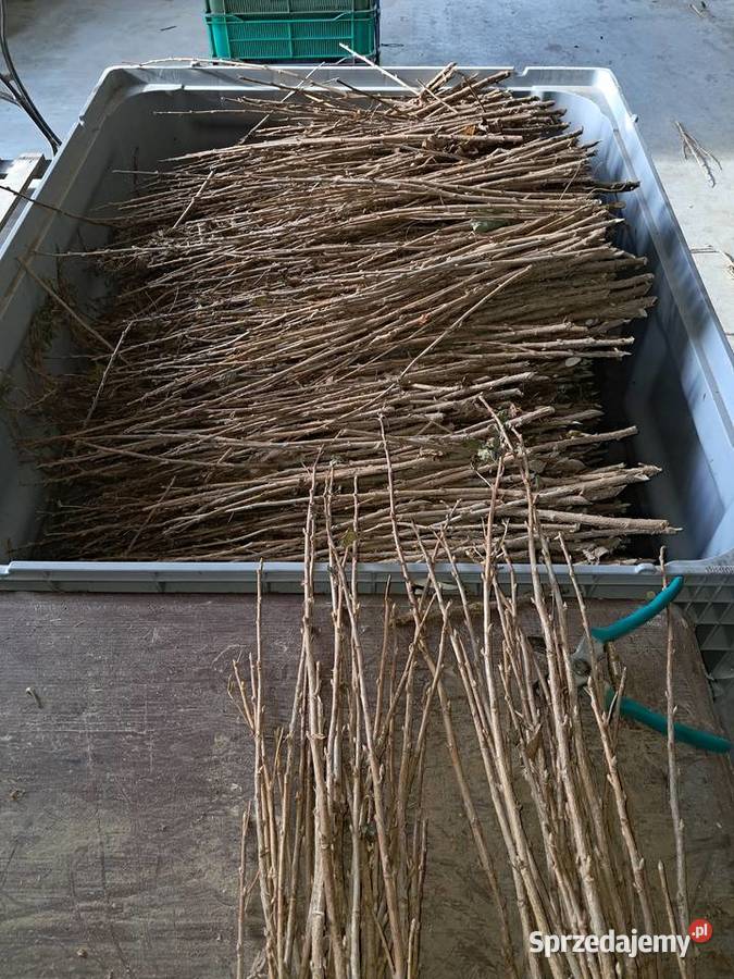 Sprzedam zrazy patyki tisel Puławy