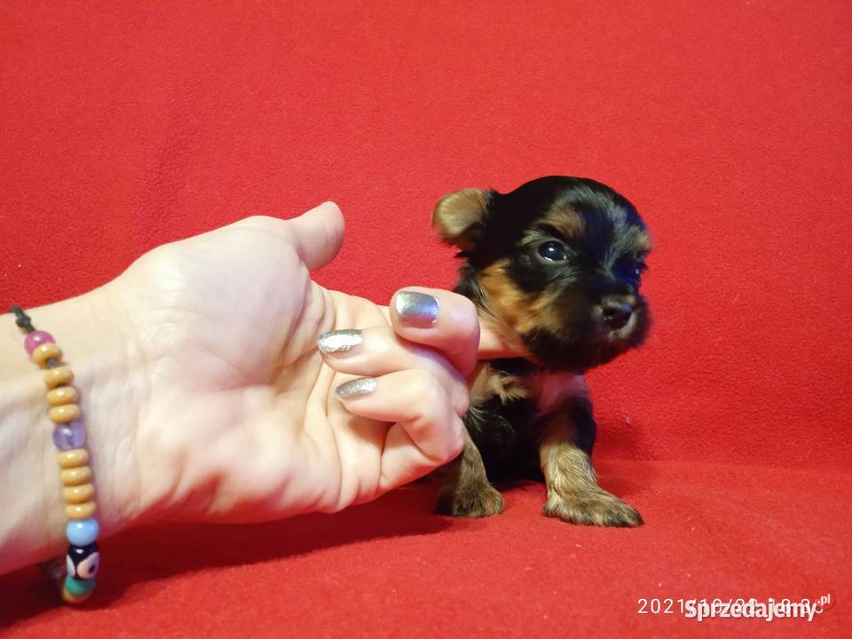 York maleńki piesek xxs sprzedam