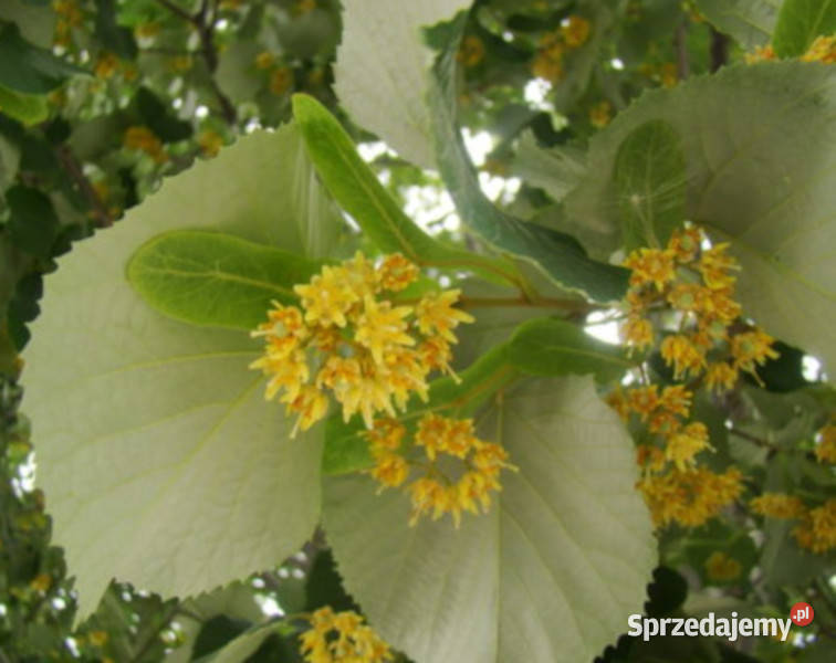 LIPA SREBRZYSTA Tilia tomentosa NASIONA 90 sztuk Lubanie sprzedam