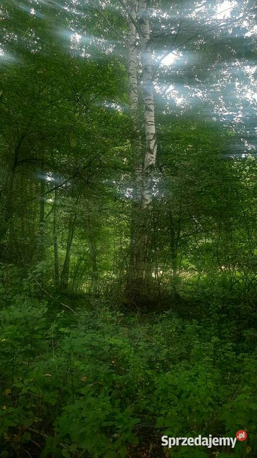 Sprzedam 2 działki rolno leśne las budowlana Kolonia Giżyce