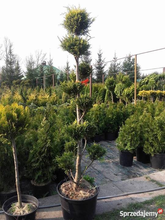 Drzewko BONSAI 160-200 cm PRODUCENT