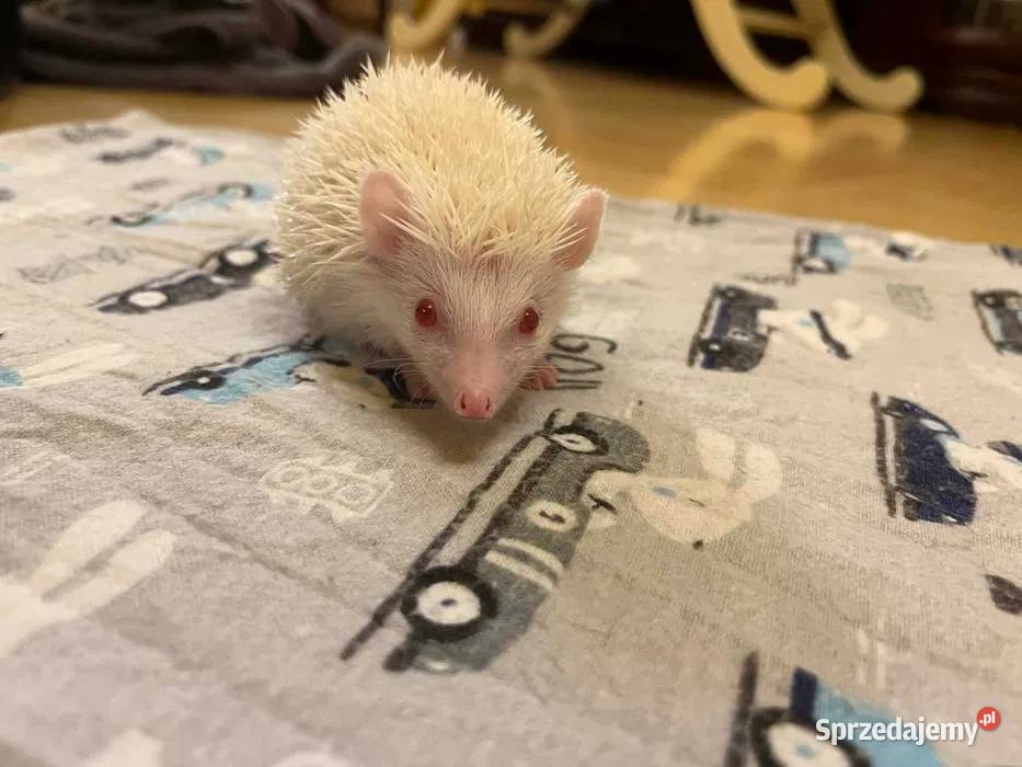 Jeż pigmejski albinos samiec śnieżnobiały maluch Makowiec