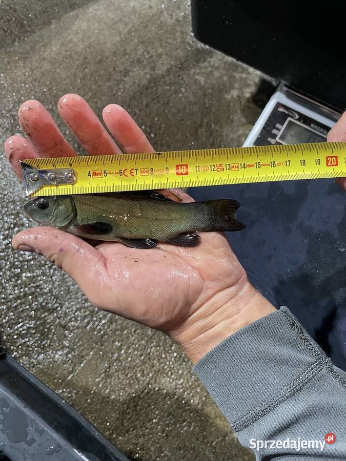 Narybek lina 1418 Suwałki sprzedam