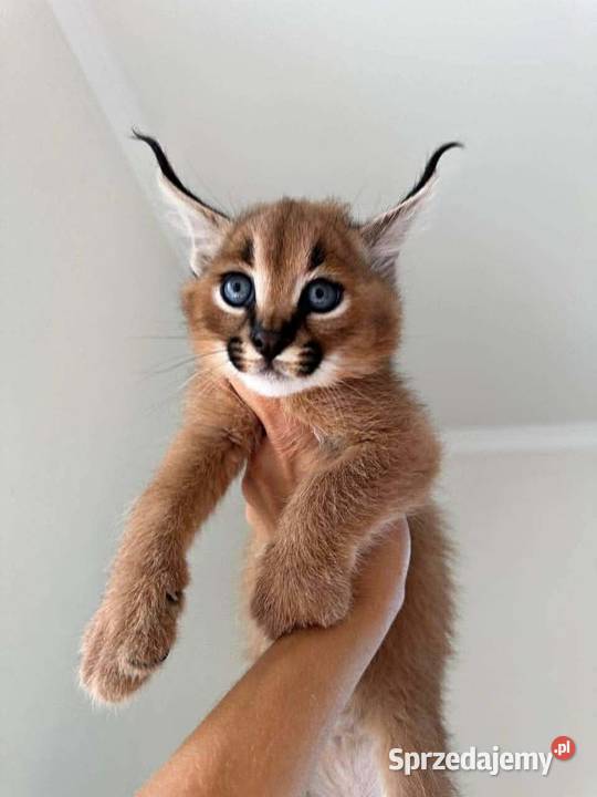 Savannah lubelskie Lublin