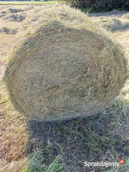 Baloty podkarpackie Nowy Żmigród