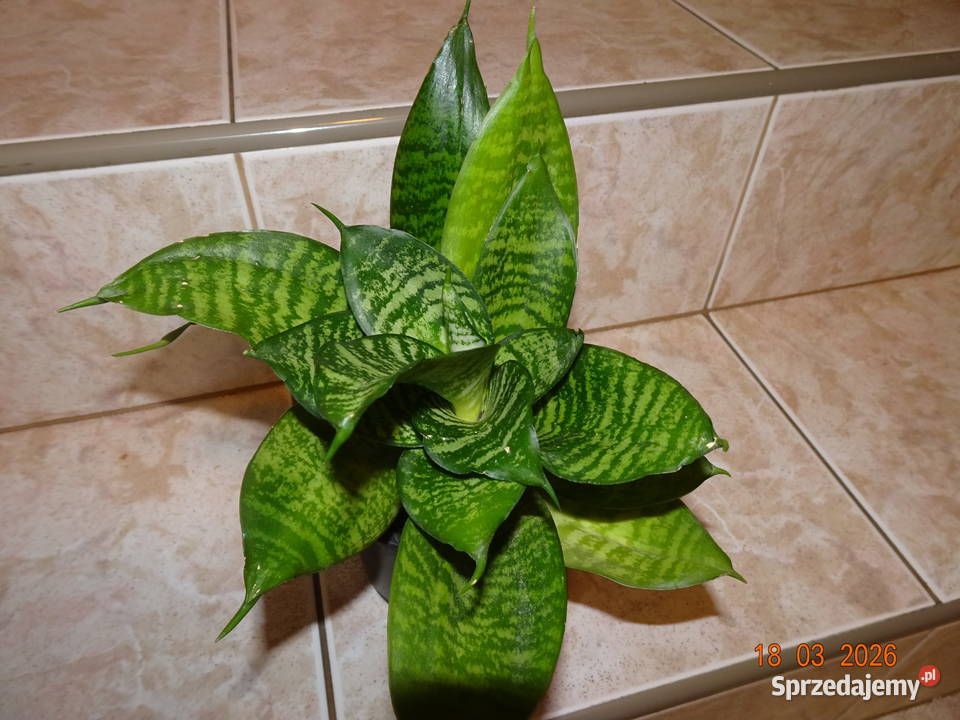 Sansewieria karłowata wężownica Pozostałe Warszawa