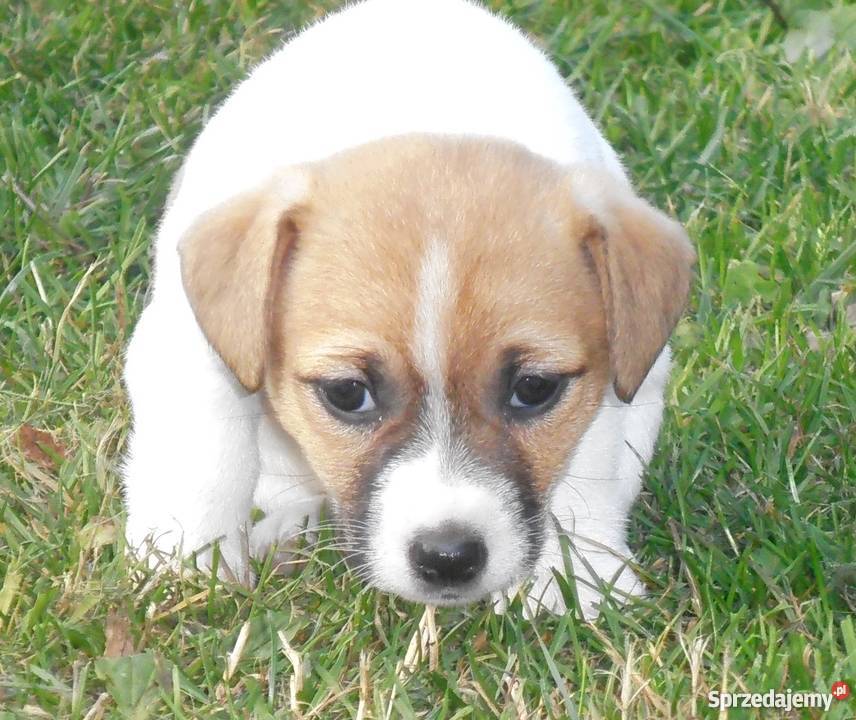 JACK RUSSELL TERRIER 100 GŁADKOWŁOSE metryka FCI Konstancin-Jeziorna