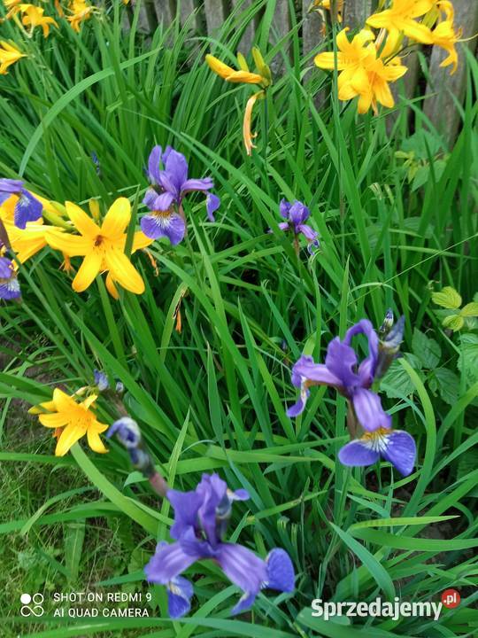 Irys syberyjski sadzonki Nowy Sącz
