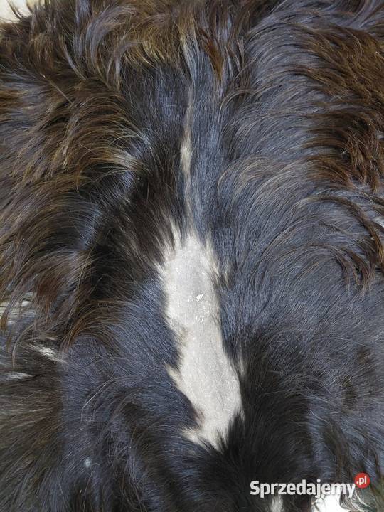 PAKIET SKÓR Kozich 5 Sztuk Skóry kozie 2 Klasa małopolskie Szaflary