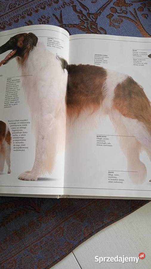 KSIĘGA PSÓW DAVID TAYLOR wydanie albumowe Piła sprzedam