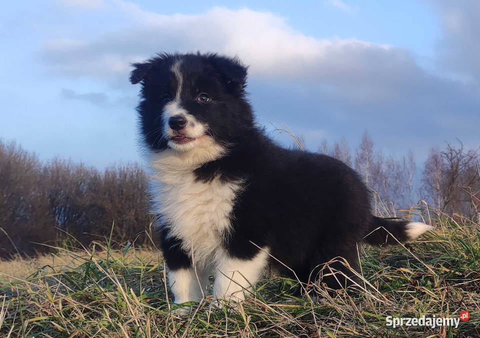 PIĘKNA Suczka BORDER COLLIE z Hodowli Rasowa z Kraków