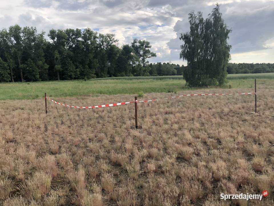 KolankowoPrądocin teren inwestycyjny pod kujawsko-pomorskie Kolankowo