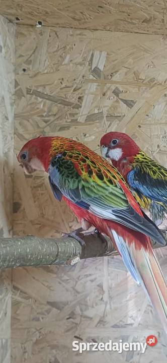 Para rozelli białolice Chyżne