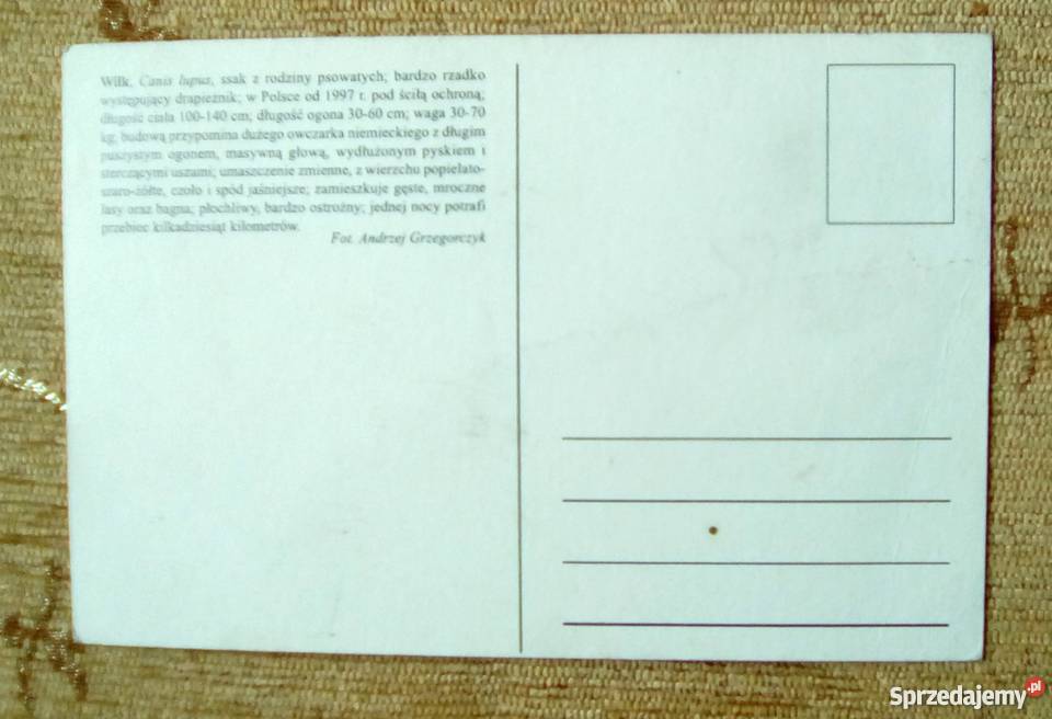 WILK RZADKO WYSTĘPUJĄCY DRAPIEŻNIK Z RODZINY lubelskie Piszczac