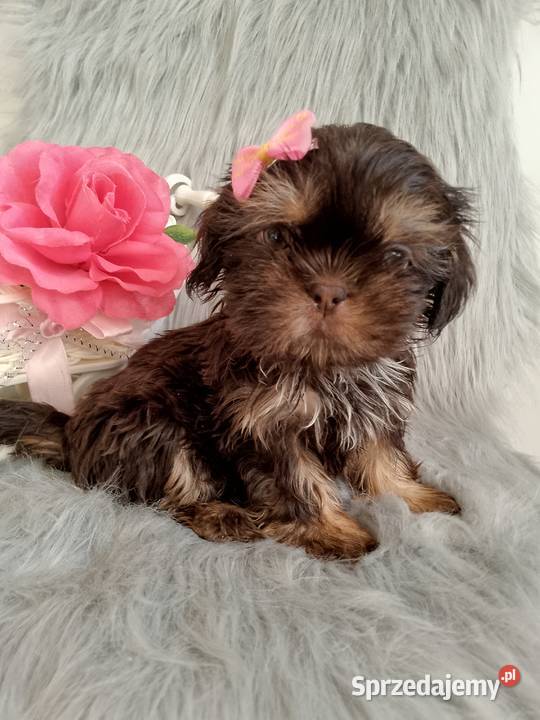 Gotowa do odbioru czekolada suczka rasy ShihTzu Kluczbork