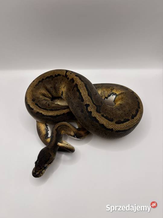 Węże różne odmiany Suchedniów sprzedam