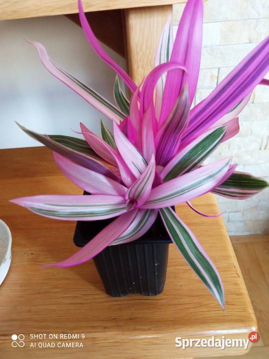 Kwiaty domowe Dom i Ogród Białystok