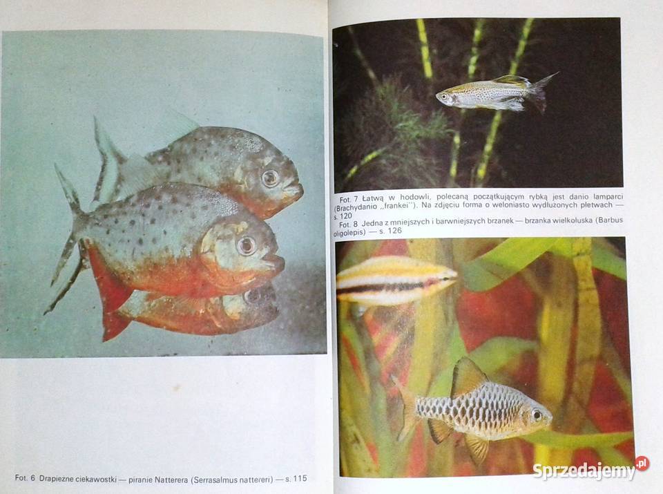 Słodkowodne ryby akwariowe Stefan Kornobis miękka