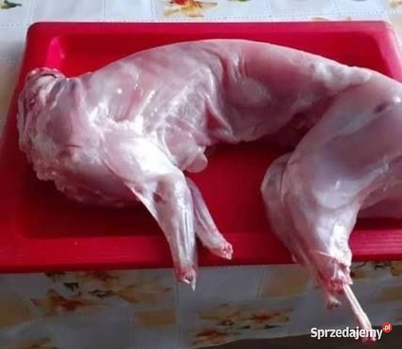 Króliki króliki ubite