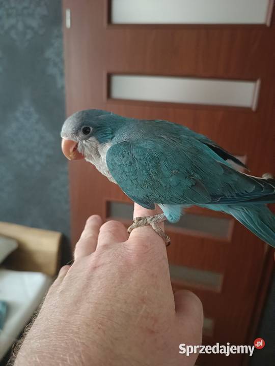 Mnicha Nizinna Ręcznie Karmiona Radlin