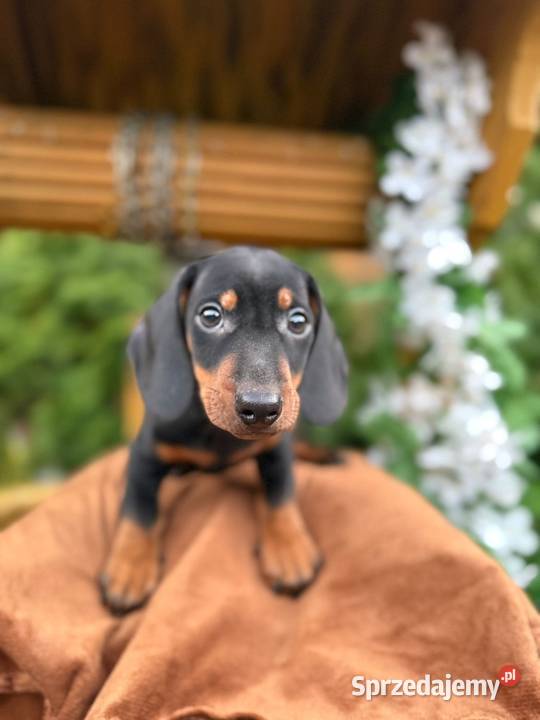 Piękny piesek Jamnik miniaturowy czarny Katowice