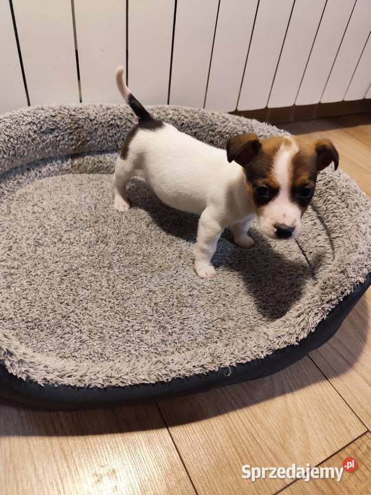 Jack Russell terrier Piątek