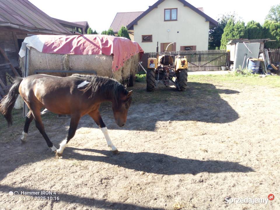 Konie Huculskie lubelskie