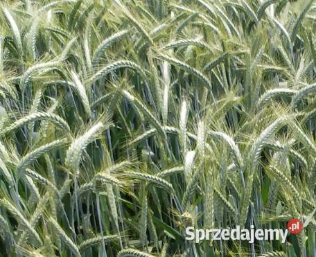 Sprzedam pszenżyto ozime Tributo sezon 2024 100 Stara Kornica sprzedam