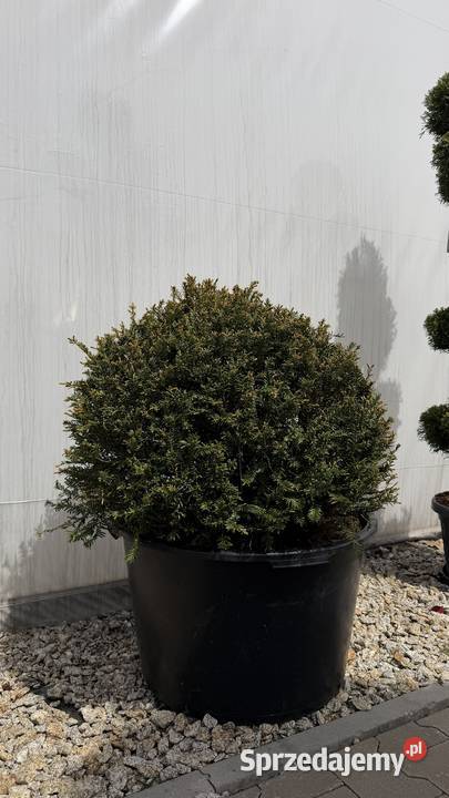 Cis Taxus Baccata Kula fi 80 Kobyla Góra