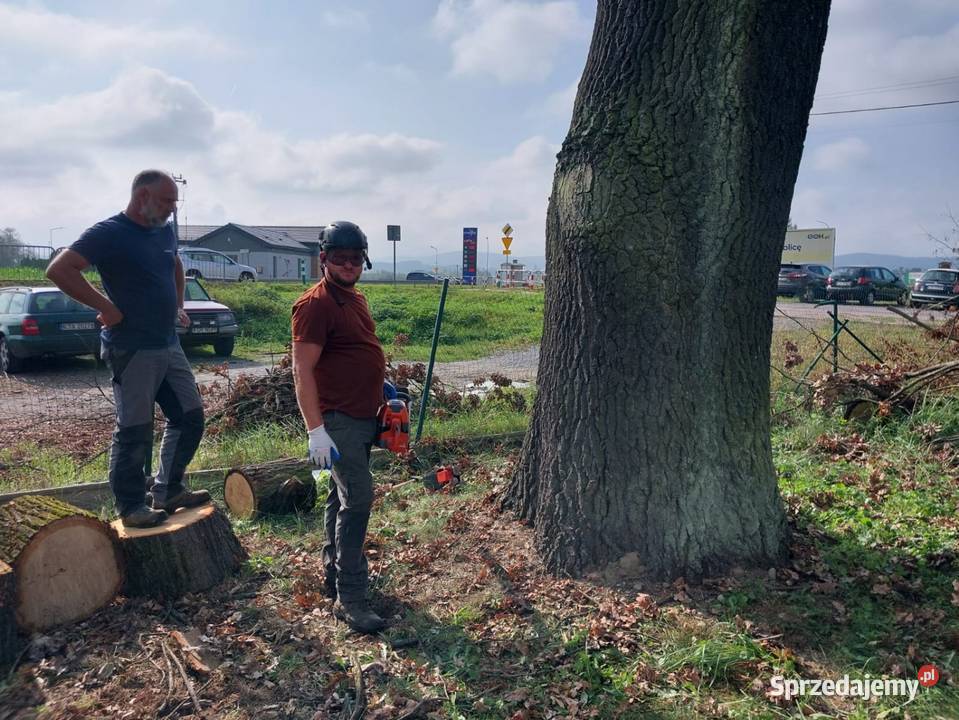 Wycinka ścinka drzew czyszczenie działek usługi Tarnów