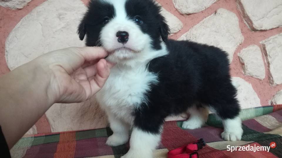 Border collie fci Krotoszyn