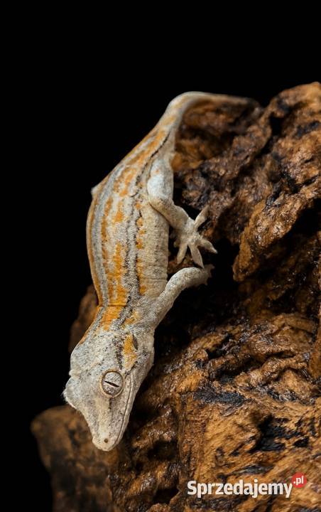 Gekon gargulcowy Rhacodactylus auriculatus nie Rybnik
