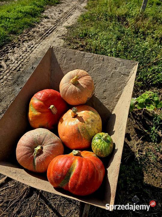 Dynia jadalna i ozdobna lubelskie Halinówka