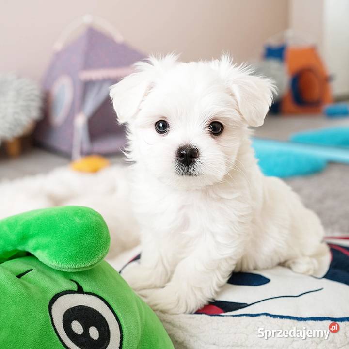 Maltańczyk szczenię piesek Racibórz sprzedam