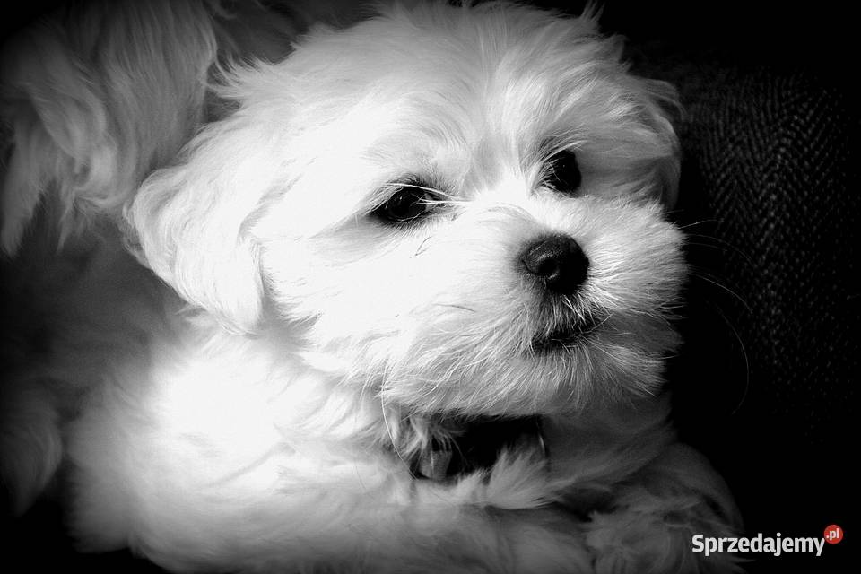 Przyjazne kochane maltańczyki z rodowodem Stary Sącz