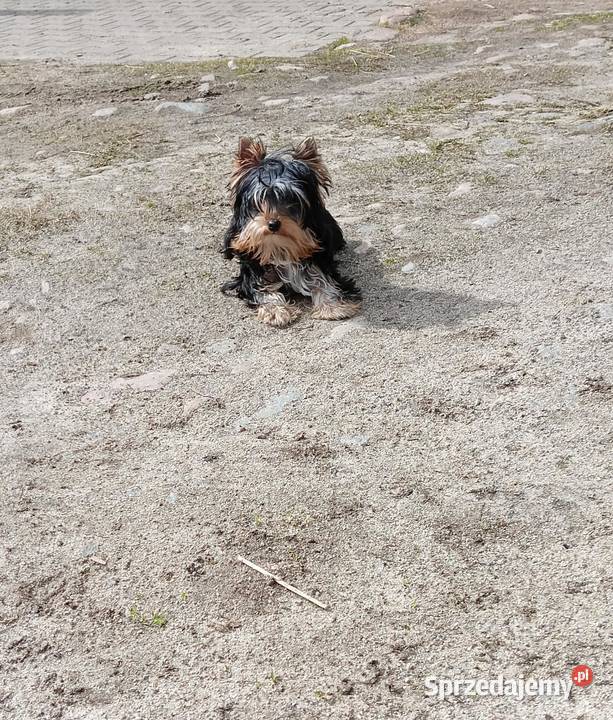 Yorkshire Terrier Enzo Boy 6mc Zwierzęta Grzybno sprzedam