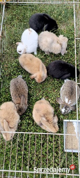 Królik miniaturka baranek i inne Jastrzębie-Zdrój