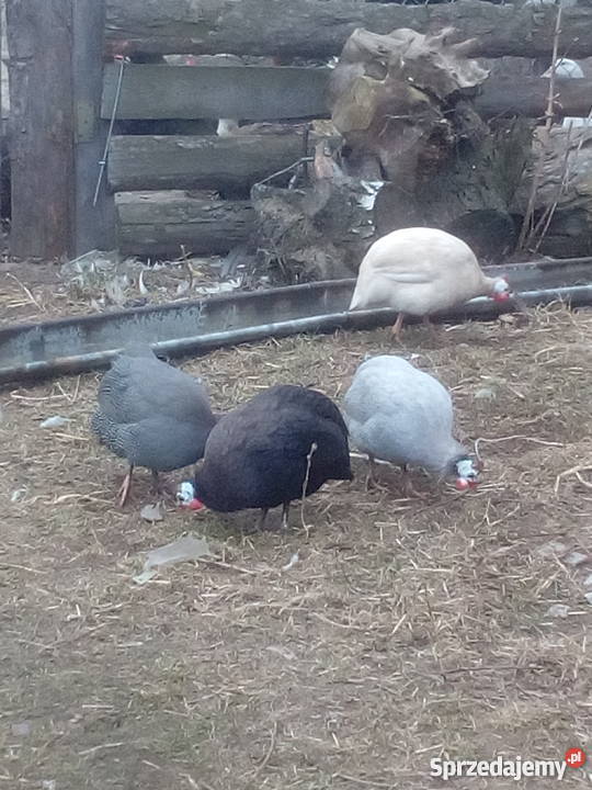 Perliczki pantarki samce z czerwca 2018 4 kolory Tarnobrzeg